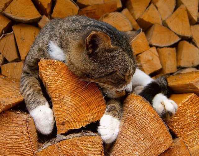 Коты и Кошки