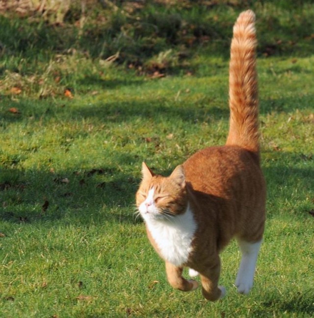 Коты и Кошки