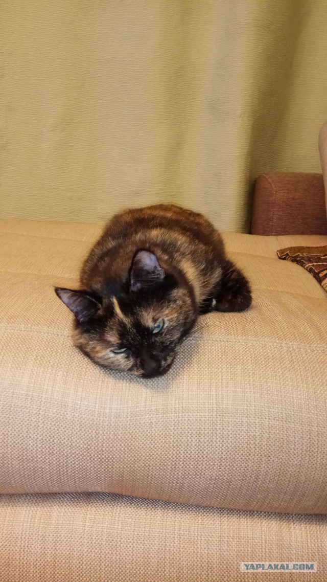 Котовторник 24.10.2017