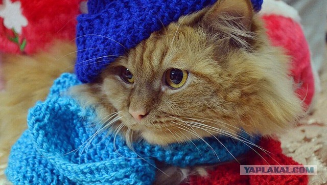 Котовторник 12.12.2017
