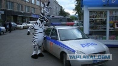 Уважай зебру!