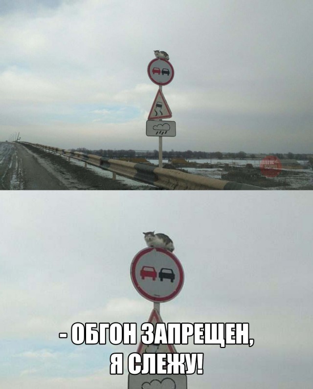 Прикольные картинки абавсём