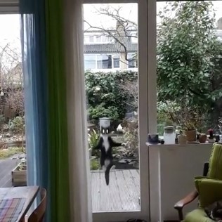 Кот и стеклянная дверь: "Я ужас, летящий на крыльях ночи!"