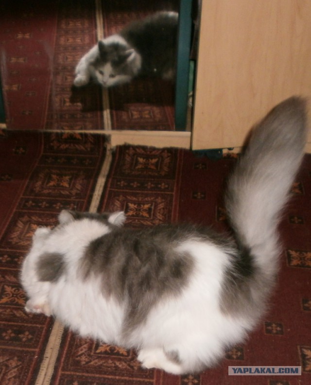Котовторник 20.03.2018