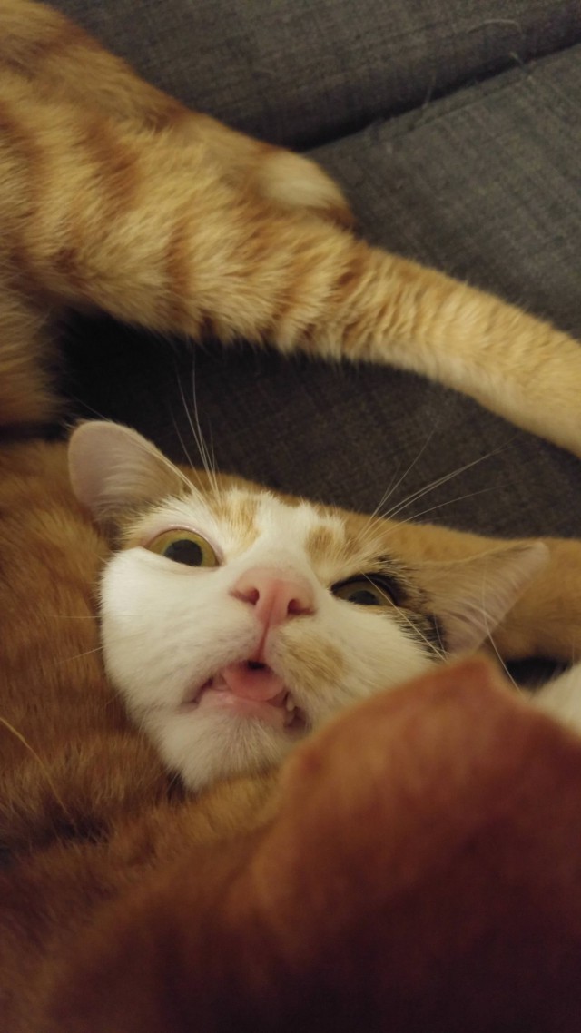 Кот без прикрас