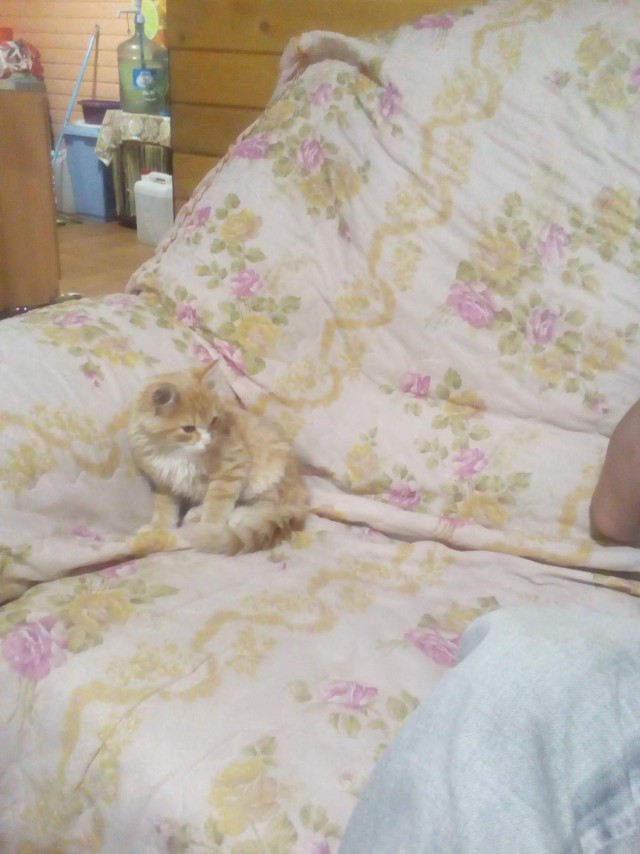 Прикольных котов пост