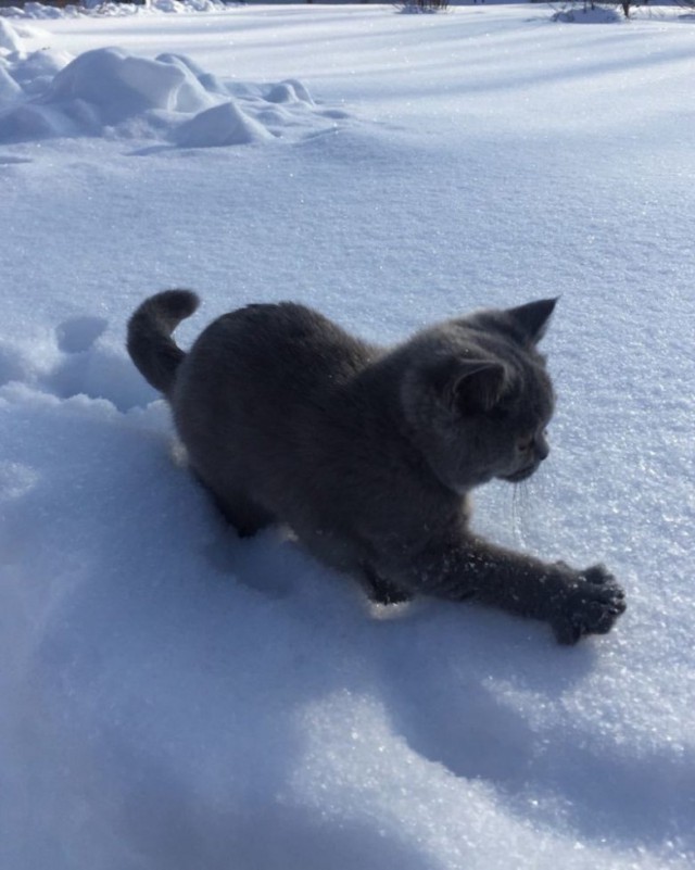 Живность из сети