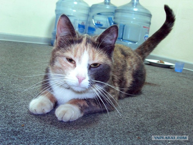 Котовторник (13.01)
