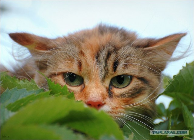 Котовторник ужасов (36 фот)