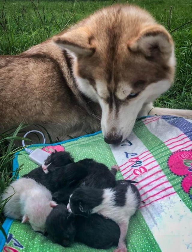 Хаски спасла семь маленьких котят от гибели и стала им практически мамой