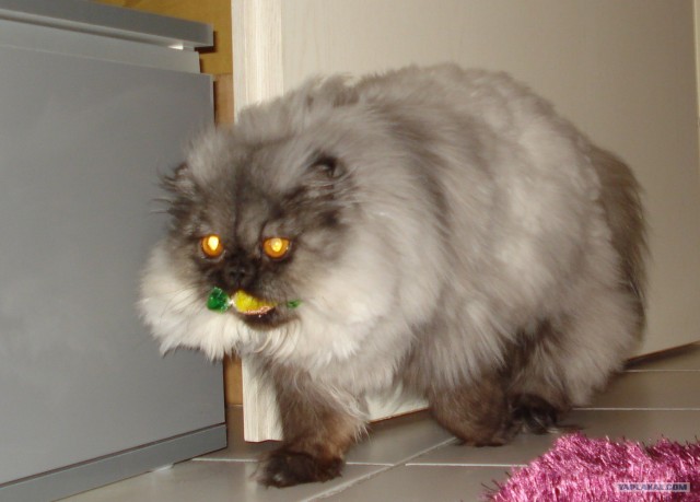Котовторник 15.02.2011