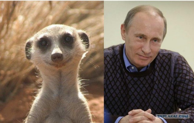 Два другана