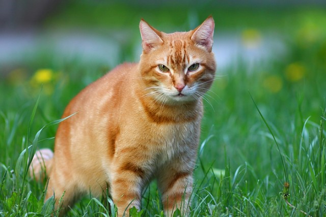 Котовторник!