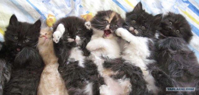 Котовторник, для любителей кошек