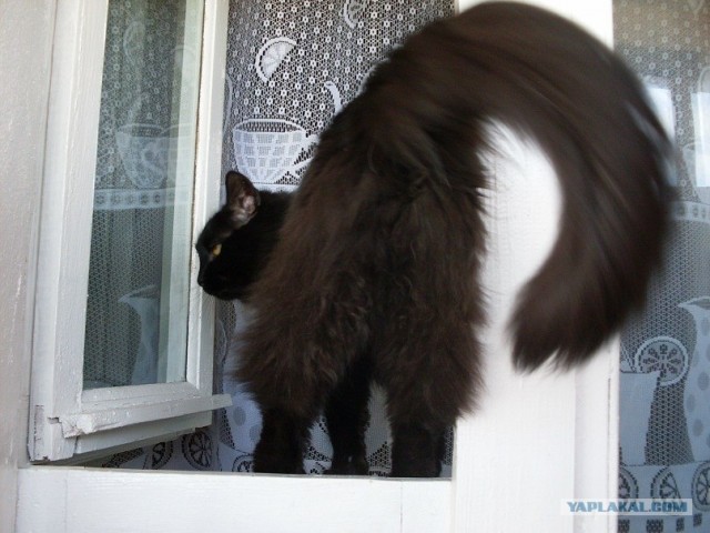 Десантный котовторник