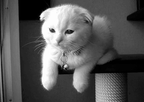 Сонный Котовторник