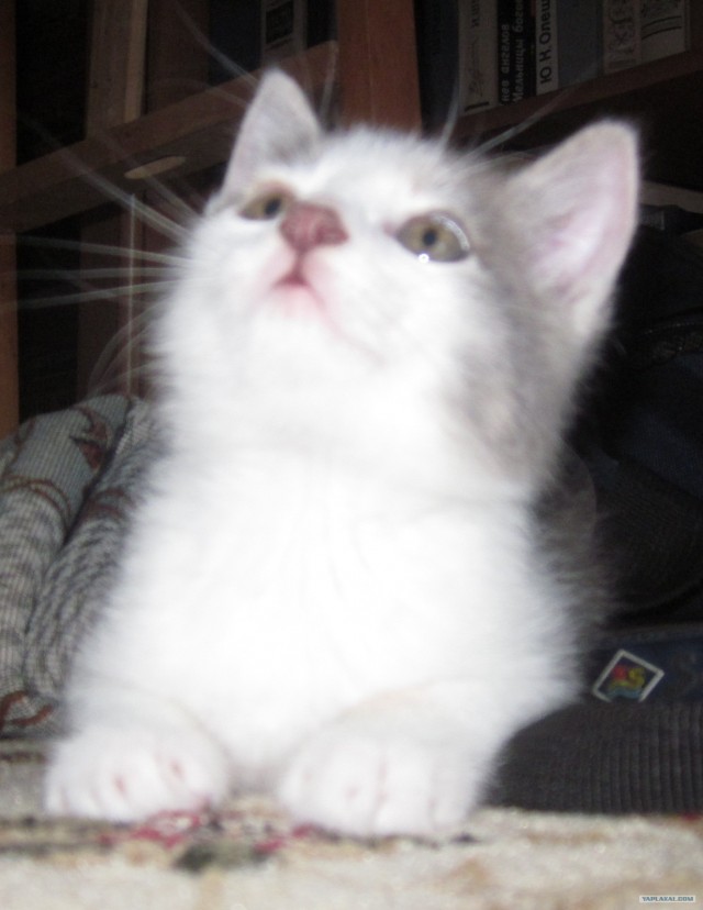 Котовторник 27.12.11