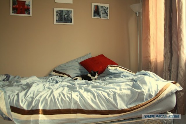 Котовторник! 13.03.2012