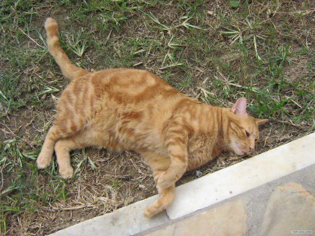 Котовторник 24.07.2012