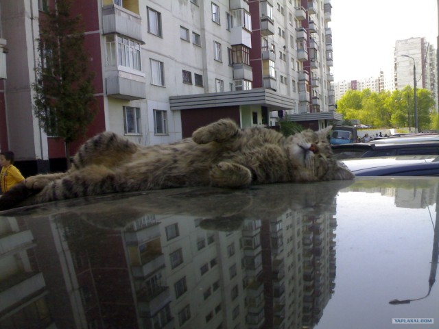 Котовторник 12.02.13