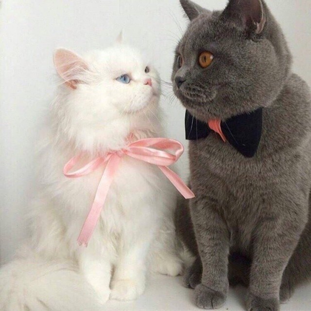 Забавные фото котеек
