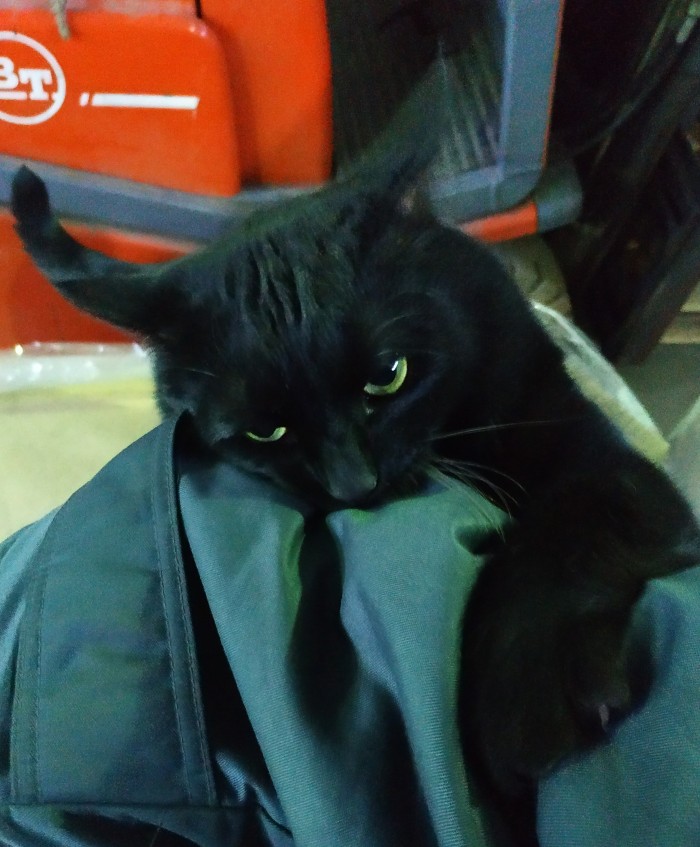 ЯП в кошках