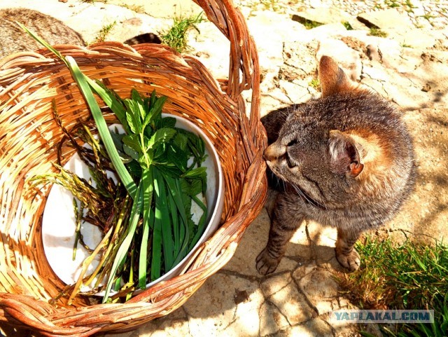 Лапша лугового флота свободного выгула