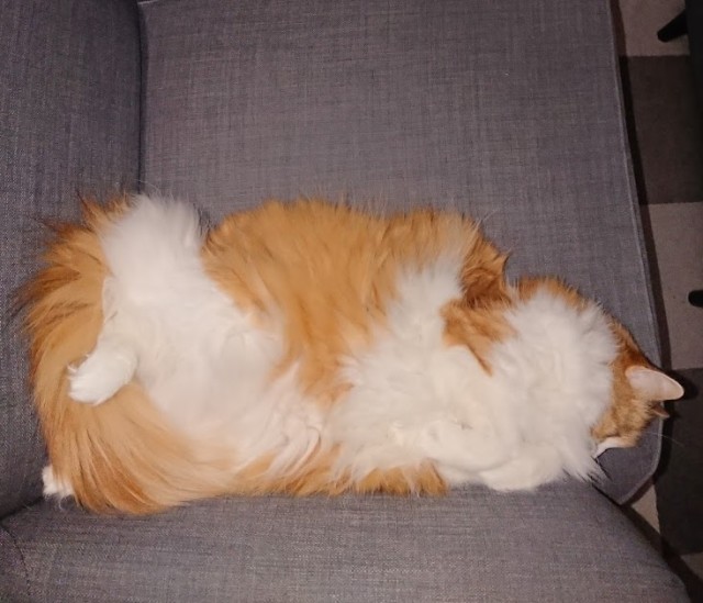 Коты, которые нас порадовали!