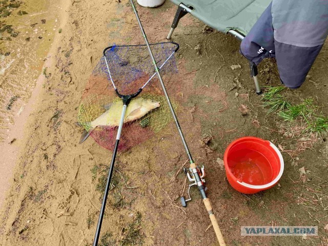 Сардины с зеленым майонезом. С Днем Рождения Люда Vinodelprofi.
