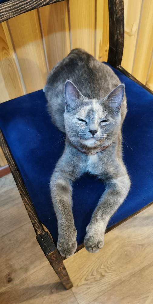 Котовторник 13.10.2020