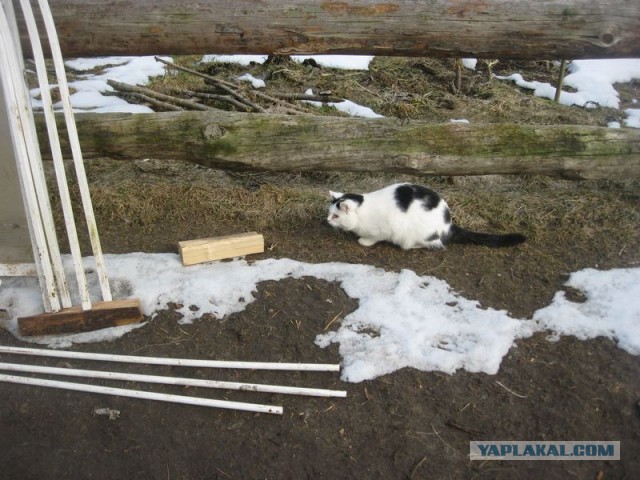 Жизнь домашнего приюта для котеек 334