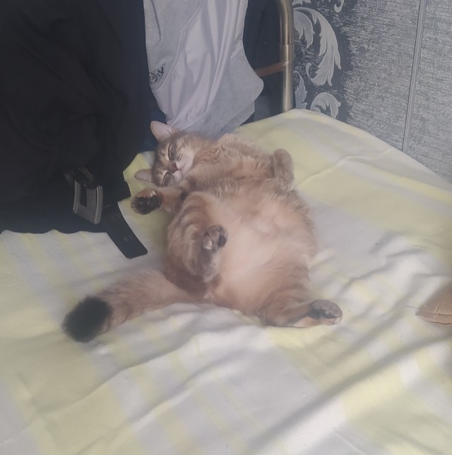 Котовторник же!