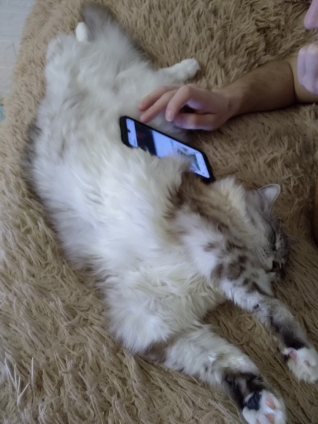 Вторник. Кото-вторник...