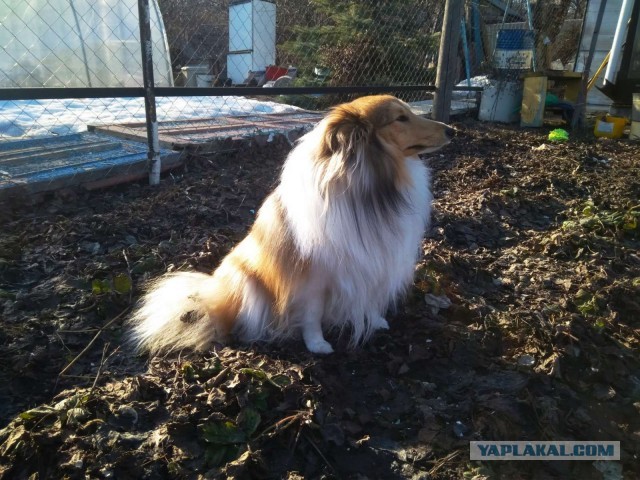 Собакены