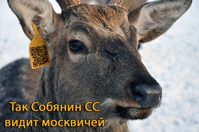 Фейковые QR-коды для входа в рестораны Москвы продают за 11 000 рублей, за них может грозить до двух лет тюрьмы