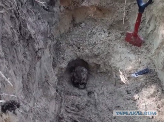 В Карелии обнаружено массовое захоронение узников финских концлагерей
