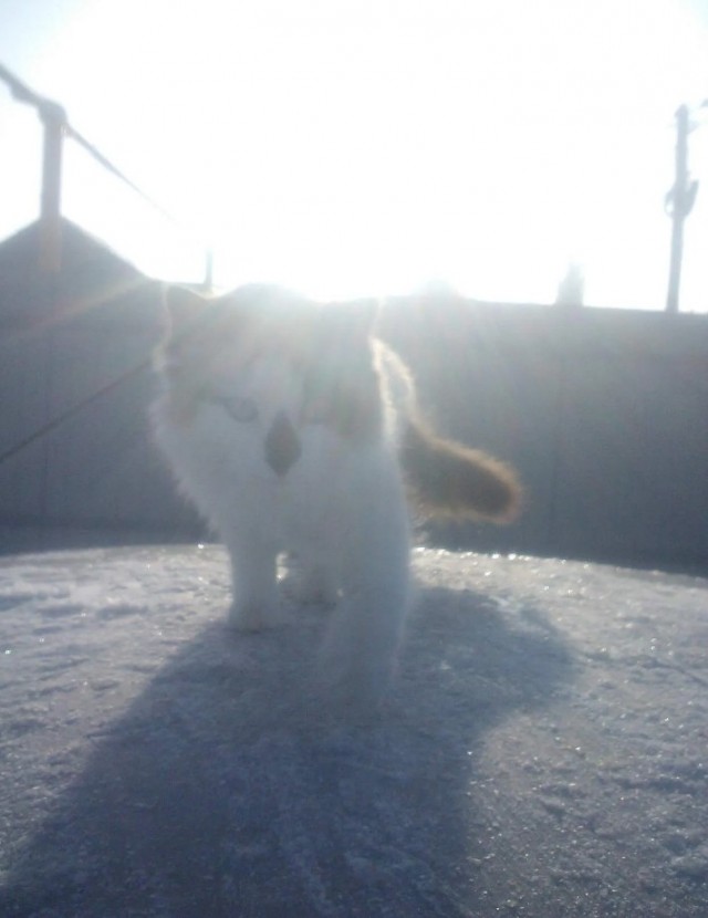 Котовторник 28.09.21