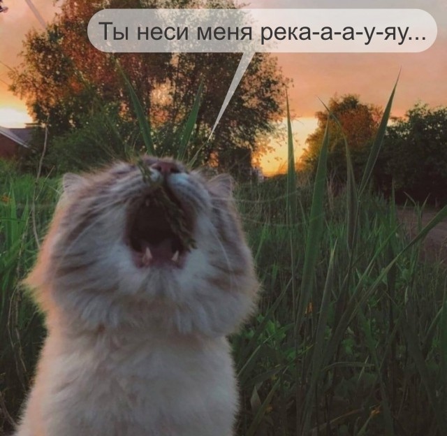 Котовторник