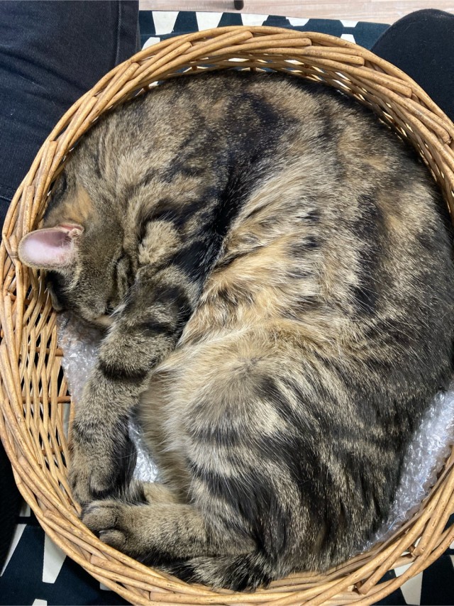 Котовторник 21.12.21
