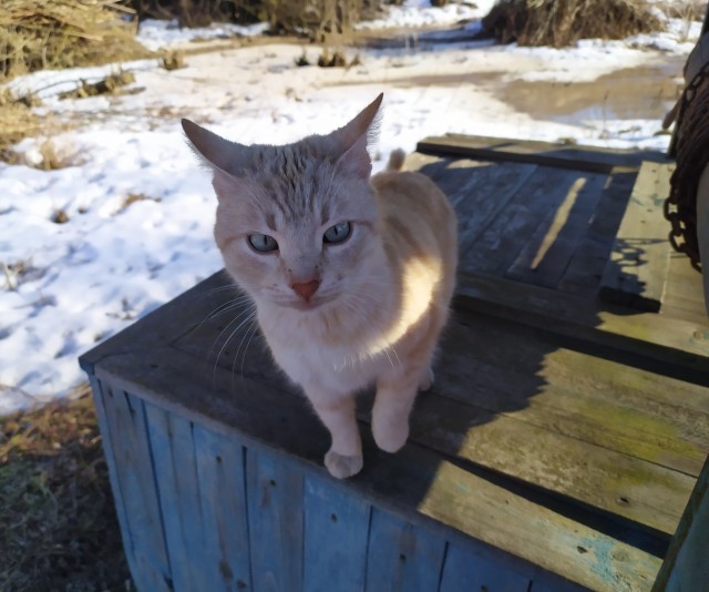 МИРУ - МИР ! Котикам - котовторник !