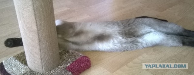Котовторник ведь начался!