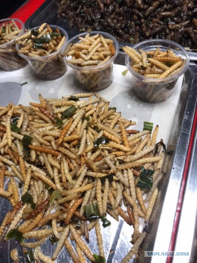 Десять самых отвратительных продуктов, которые едят люди ‒ гастрономический мазохизм