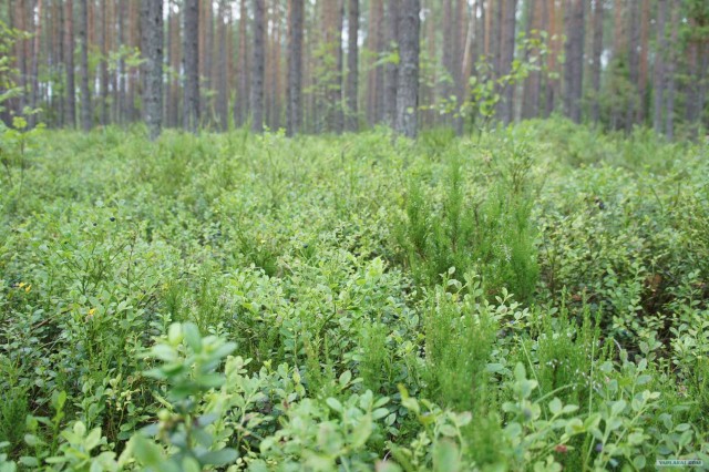 Экспедиция Тамбов-Карелия (бесов нос).