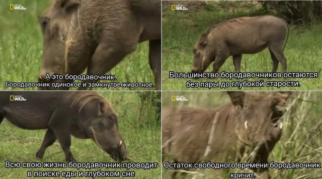 Свин против своры