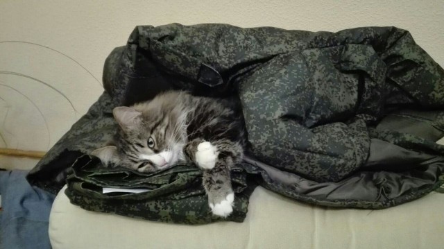 Вторник, сэр кот