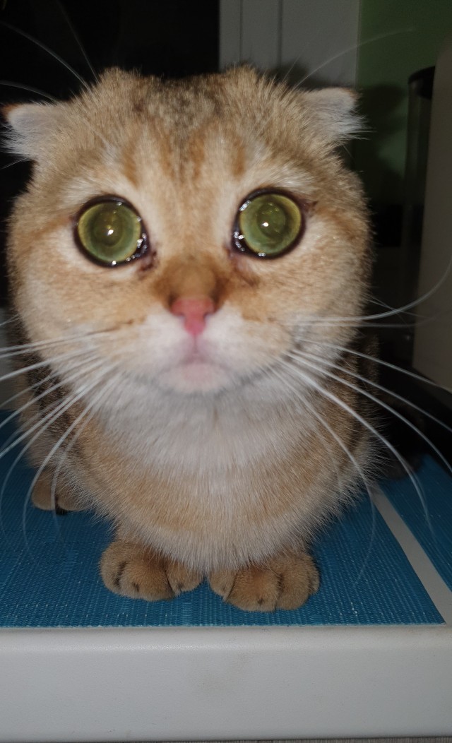 Мой котовторник