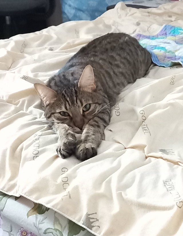 Начинаем котовторник.