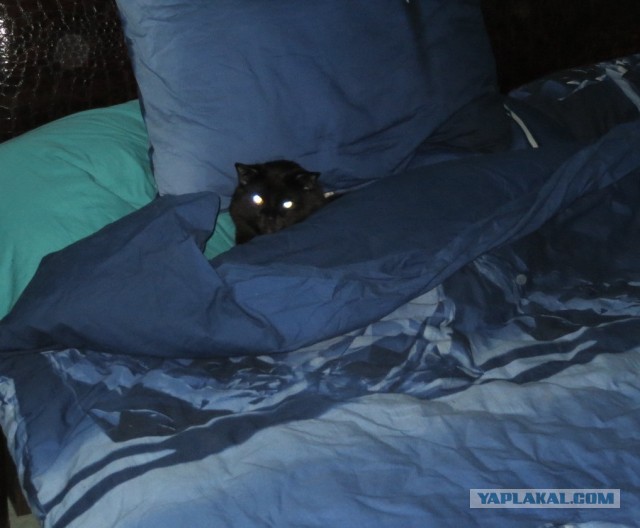Чёрные коты не такие