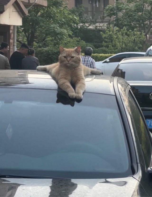 Красотка