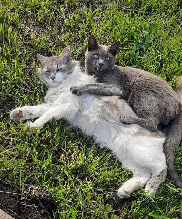 В Лондоне прошел ежегодный фотоконкурс «Comedy Pet Photography Awards»